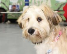 Programa CastraPet Paraná vai beneficiar mais de 8 mil cães e gatos em abril