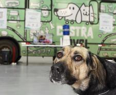 Programa CastraPet Paraná vai beneficiar mais de 8 mil cães e gatos em abril