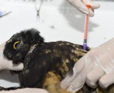 IAT reforça parceria com a Unicentro para atendimento à fauna silvestre 