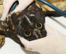 IAT reforça parceria com a Unicentro para atendimento à fauna silvestre 