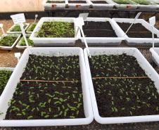 Estado vai ampliar em 20% as espécies de mudas ofertadas à população até 2027