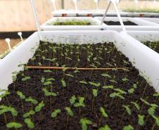 Estado vai ampliar em 20% as espécies de mudas ofertadas à população até 2027