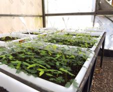 Estado vai ampliar em 20% as espécies de mudas ofertadas à população até 2027