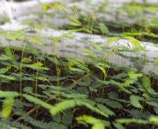 Estado vai ampliar em 20% as espécies de mudas ofertadas à população até 2027