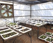 Estado vai ampliar em 20% as espécies de mudas ofertadas à população até 2027