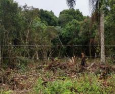 IAT aplicou R$ 1,9 milhão em multas por crimes ambientais durante o Verão Maior Paraná