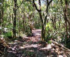 IAT aplicou R$ 1,9 milhão em multas por crimes ambientais durante o Verão Maior Paraná