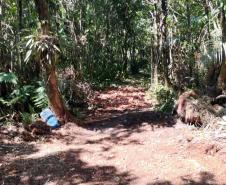 IAT aplicou R$ 1,9 milhão em multas por crimes ambientais durante o Verão Maior Paraná