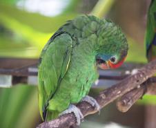 IAT reforça cuidados para a criação de animais silvestres de forma legal