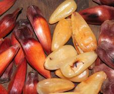 IAT reforça mudança na temporada do pinhão: venda começa em 15 de abril