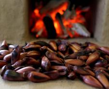 IAT reforça mudança na temporada do pinhão: venda começa em 15 de abril