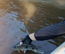 IAT apreende 222 quilos de peixe e aplica R$ 169,2 mil em multas durante a Piracema