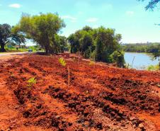 IAT e EPR Litoral Pioneiro promovem recuperação de mata ciliar no Rio Paranapanema