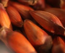 IAT reforça mudança na temporada do pinhão: venda começa em 15 de abril