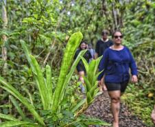 Parque Rio da Onça: um paraíso da Mata Atlântica encravado entre as praias do Paraná