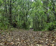 Parque Rio da Onça: um paraíso da Mata Atlântica encravado entre as praias do Paraná