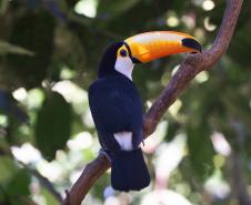 IAT reforça cuidados para a criação de animais silvestres de forma legal