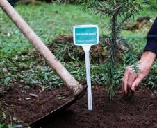 Paraná supera 13,2 milhões de mudas distribuídas: conheças as espécies mais procuradas