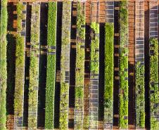 Paraná supera 13,2 milhões de mudas distribuídas: conheças as espécies mais procuradas