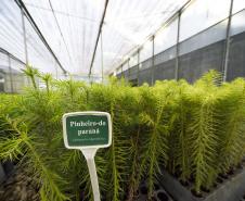 Paraná supera 13,2 milhões de mudas distribuídas: conheças as espécies mais procuradas