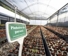 Paraná supera 13,2 milhões de mudas distribuídas: conheças as espécies mais procuradas