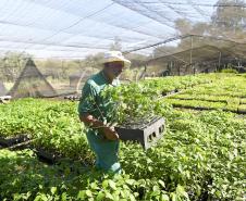 Estado vai ampliar em 20% as espécies de mudas ofertadas à população até 2027