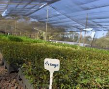 Paraná supera 13,2 milhões de mudas distribuídas: conheças as espécies mais procuradas