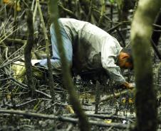 Captura proibida: período de defeso do caranguejo começa neste domingo no Paraná