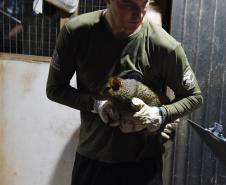 IAT resgata 29 cutias e 9 pacas de criadouro irregular em Cantagalo, no Centro-Sul