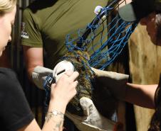 IAT resgata 29 cutias e 9 pacas de criadouro irregular em Cantagalo, no Centro-Sul