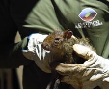 IAT resgata 29 cutias e 9 pacas de criadouro irregular em Cantagalo, no Centro-Sul