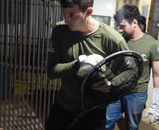 IAT resgata 29 cutias e 9 pacas de criadouro irregular em Cantagalo, no Centro-Sul