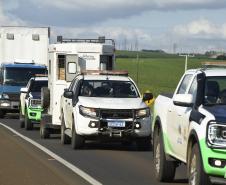 IAT resgata 29 cutias e 9 pacas de criadouro irregular em Cantagalo, no Centro-Sul