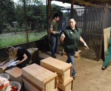 IAT resgata 29 cutias e 9 pacas de criadouro irregular em Cantagalo, no Centro-Sul