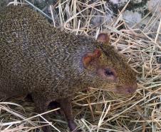 IAT resgata 29 cutias e 9 pacas de criadouro irregular em Cantagalo, no Centro-Sul