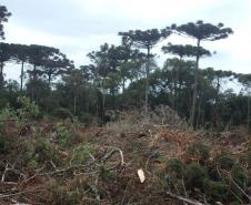 Com descontos e parcelamentos, Estado regulamenta Refis Ambiental
