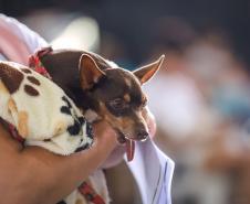 CastraPet vai beneficiar 5,4 mil cães e gatos em maio; agenda começa no feriado