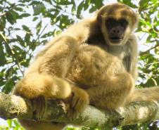 Em Castro: IAT finaliza detalhes para criação da 75ª Unidade de Conservação do Paraná