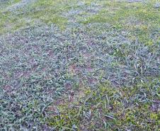 Paraná tem geada e registra temperatura mais baixa do ano até o momento