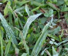 Com massa de ar polar, Paraná tem primeiras temperaturas negativas e recorde de frio no ano