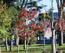 Com massa de ar polar, Paraná tem primeiras temperaturas negativas e recorde de frio no ano