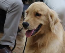 Novo programa para animais, Vet-Móvel começa em junho pela RMC e Litoral