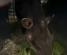 Anta que sofreu acidente na BR-277 retorna à natureza em área de conservação da Serra do Mar