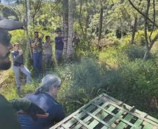 Anta que sofreu acidente na BR-277 retorna à natureza em área de conservação da Serra do Mar