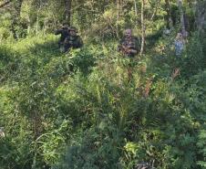 Anta que sofreu acidente na BR-277 retorna à natureza em área de conservação da Serra do Mar