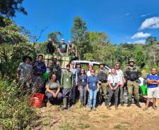 Anta que sofreu acidente na BR-277 retorna à natureza em área de conservação da Serra do Mar