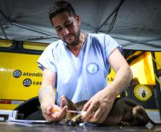 Para ampliar políticas públicas, Estado cria Superintendência-Geral de Proteção Animal