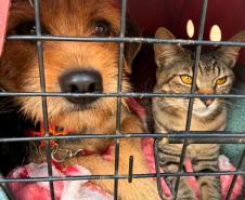 Atendimentos do Vet-Móvel Paraná começam na segunda-feira; veja como se inscrever