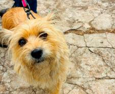 Atendimentos do Vet-Móvel Paraná começam na segunda-feira; veja como se inscrever