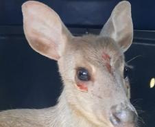 Veado-catingueira encontrado ferido em Irati é solto pelo IAT após tratamento